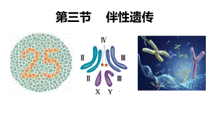 2.3伴性遗传 ppt课件(5)-2023新人教版（2019）《高中生物》必修第二册.pptx