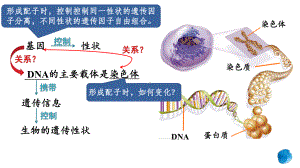 2.1减数分裂和受精作用 ppt课件(5)-2023新人教版（2019）《高中生物》必修第二册.pptx