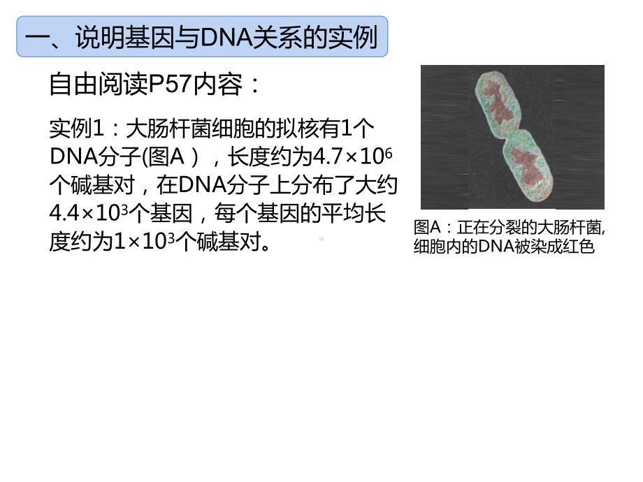 3.4基因通常是有遗传效应的DNA片段 ppt课件(7)-2023新人教版（2019）《高中生物》必修第二册.pptx_第3页