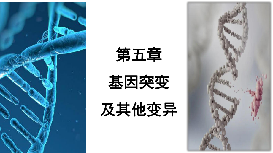 5.1基因突变和基因重组 ppt课件（0002）(4)-2023新人教版（2019）《高中生物》必修第二册.pptx_第1页