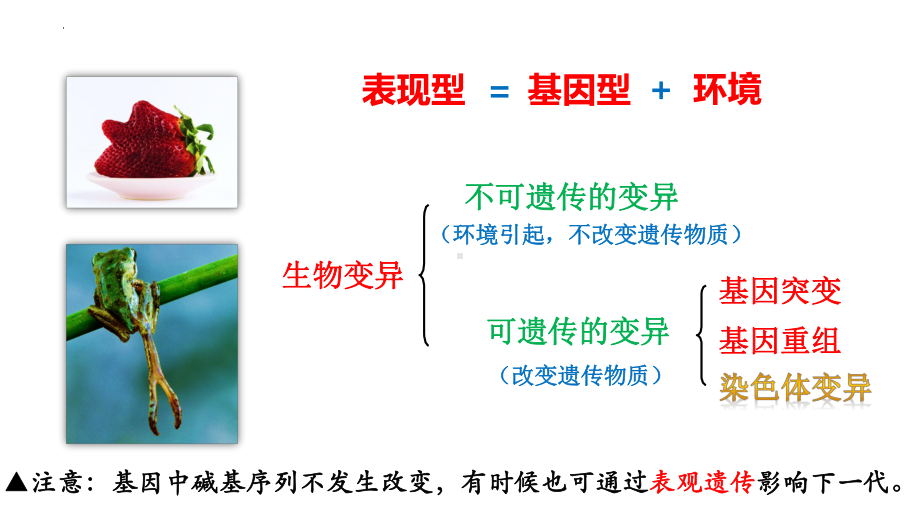 5.1基因突变和基因重组 ppt课件（0002）(4)-2023新人教版（2019）《高中生物》必修第二册.pptx_第3页