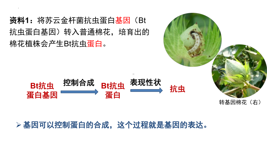 4.1基因指导蛋白质的合成 ppt课件 -2023新人教版（2019）《高中生物》必修第二册.pptx_第1页