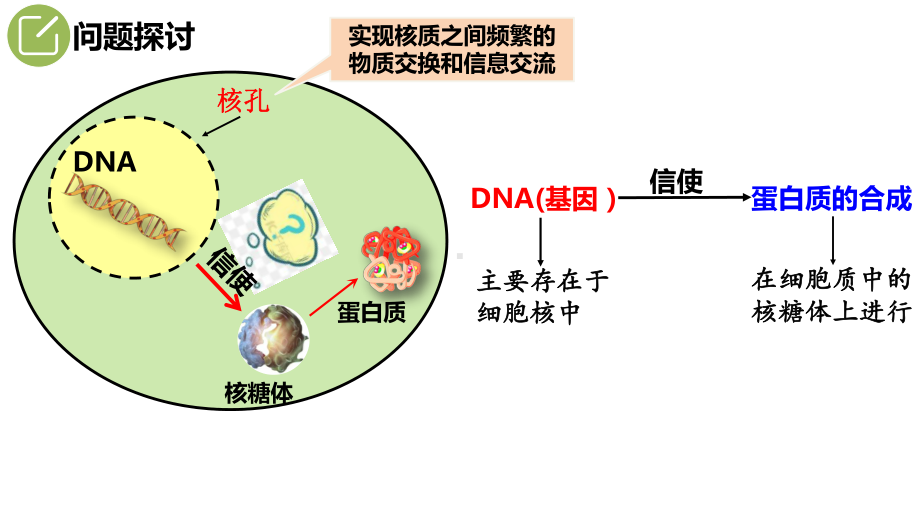 4.1基因指导蛋白质的合成 ppt课件 -2023新人教版（2019）《高中生物》必修第二册.pptx_第3页