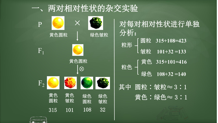 1.2孟德尔的豌豆杂交实验（二） ppt课件（0002）(1)-2023新人教版（2019）《高中生物》必修第二册.pptx_第3页