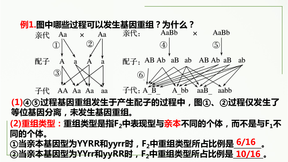 1.2孟德尔的豌豆杂交实验（二）第二课时 ppt课件(1)-2023新人教版（2019）《高中生物》必修第二册.pptx_第2页