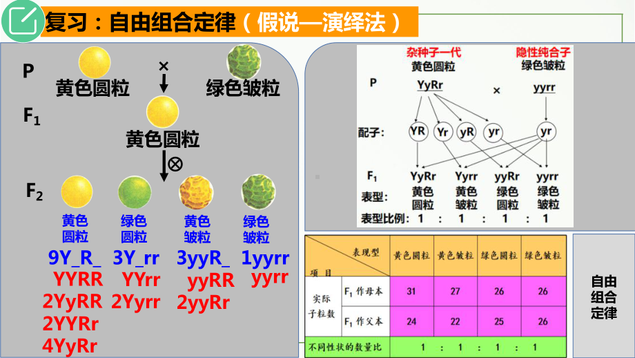 1.2孟德尔的豌豆杂交实验（二）第二课时 ppt课件(1)-2023新人教版（2019）《高中生物》必修第二册.pptx_第3页