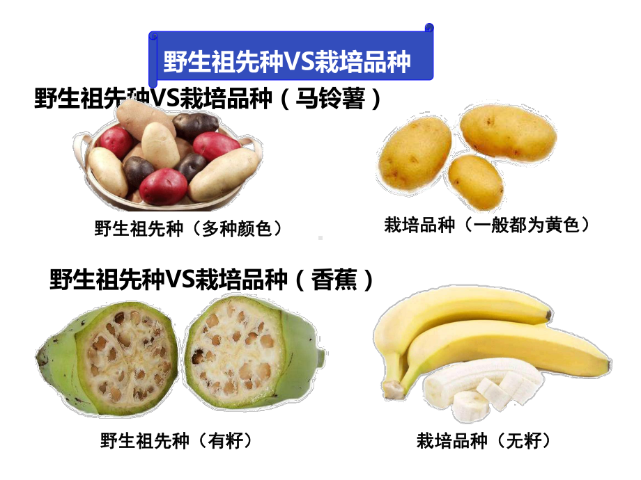 5.2染色体变异 ppt课件（0002）(2)-2023新人教版（2019）《高中生物》必修第二册.pptx_第2页