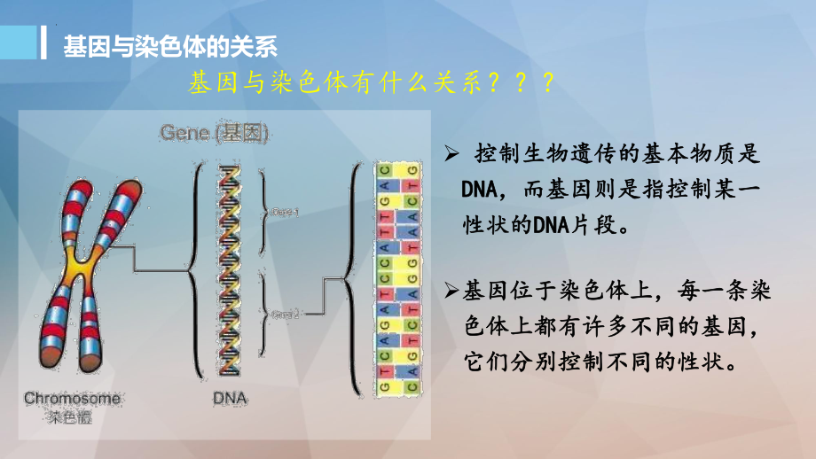 5.2染色体变异 ppt课件(3)-2023新人教版（2019）《高中生物》必修第二册.pptx_第2页