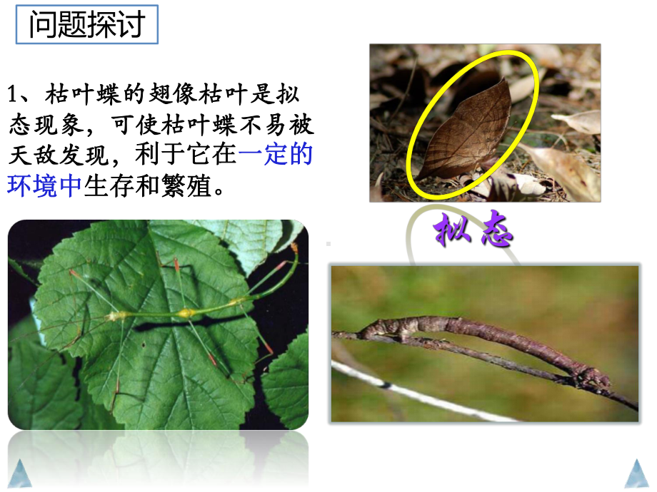 6.2 自然选择与适应的形成- ppt课件-2023新人教版（2019）《高中生物》必修第二册.pptx_第3页