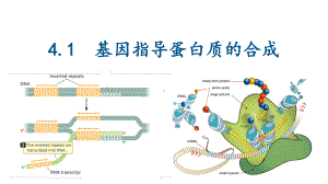 4.1 基因指导蛋白质的合成 ppt课件(5)-2023新人教版（2019）《高中生物》必修第二册.pptx