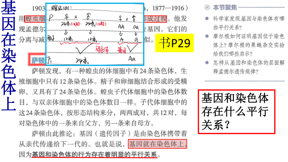 2.2基因在染色体上 ppt课件 -2023新人教版（2019）《高中生物》必修第二册.pptx_第2页