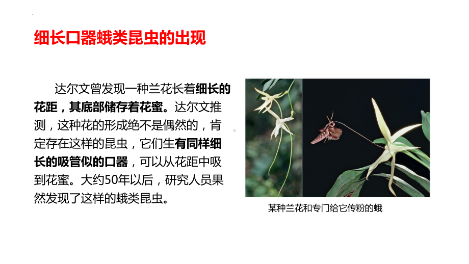 6.4协同进化与生物多样性的形成 ppt课件(3)-2023新人教版（2019）《高中生物》必修第二册.pptx_第1页