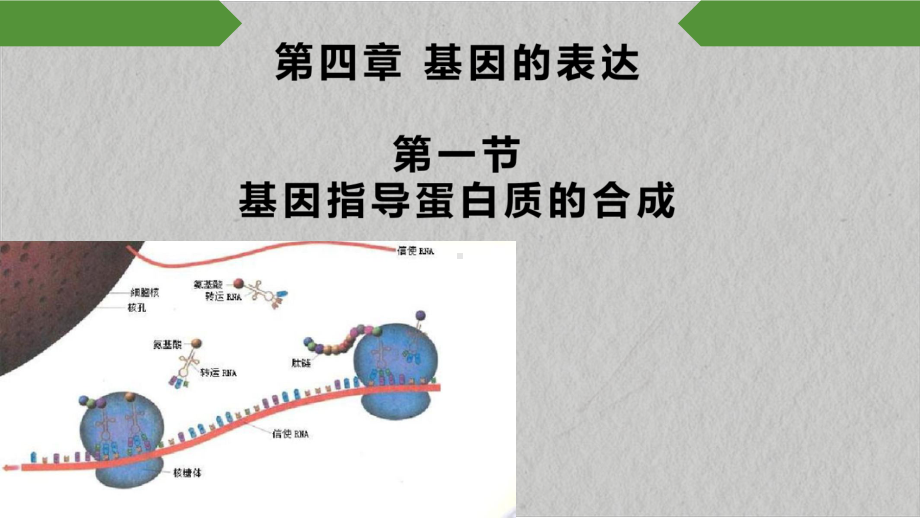 4.1 基因指导蛋白质合成说课 ppt课件 -2023新人教版（2019）《高中生物》必修第二册.pptx_第1页