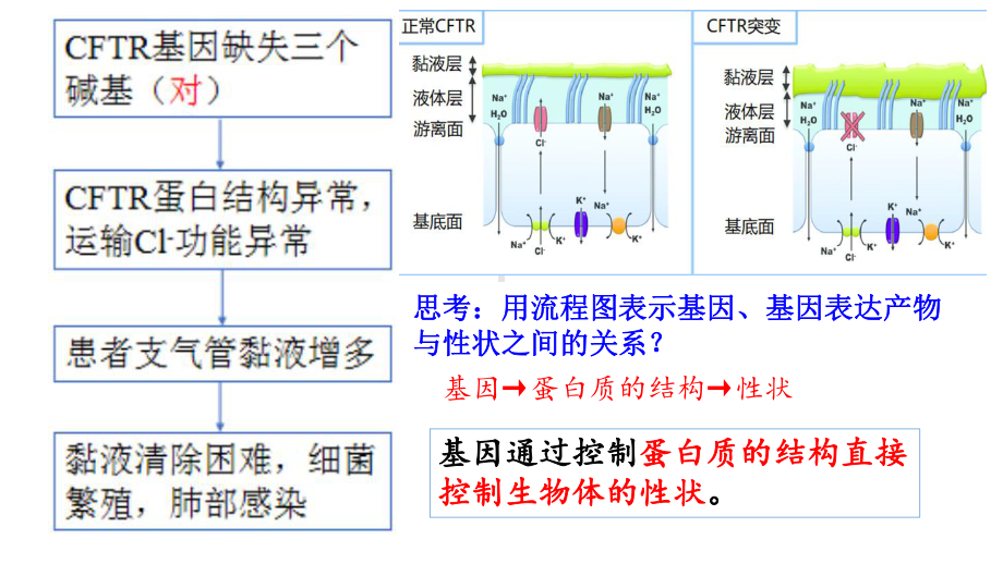 4.2基因表达与性状的关系 ppt课件(12)-2023新人教版（2019）《高中生物》必修第二册.pptx_第3页