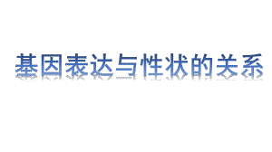 4.2基因表达与性状的关系 ppt课件(12)-2023新人教版（2019）《高中生物》必修第二册.pptx