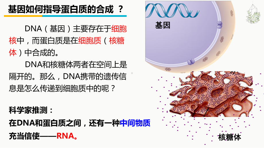 4.1基因指导蛋白质的合成 ppt课件(2)-2023新人教版（2019）《高中生物》必修第二册.pptx_第3页