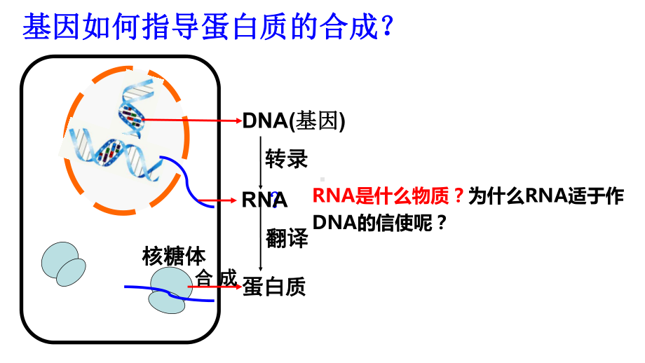 4.1基因指导蛋白质的合成 ppt课件(8)-2023新人教版（2019）《高中生物》必修第二册.pptx_第3页