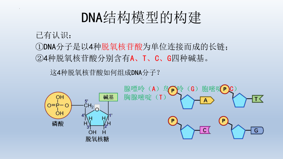 3.2 DNA的结构 (1) ppt课件-2023新人教版（2019）《高中生物》必修第二册.pptx_第3页