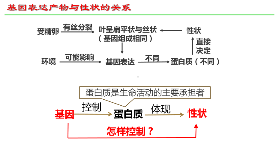 4.2基因表达与性状的关系 ppt课件(3)-2023新人教版（2019）《高中生物》必修第二册.pptx_第3页