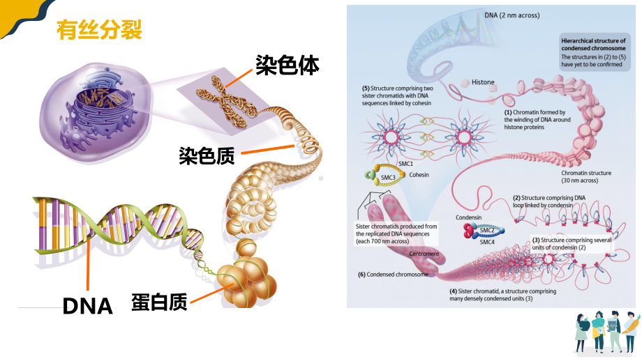 2.1减数分裂 ppt课件-2023新人教版（2019）《高中生物》必修第二册.pptx_第3页