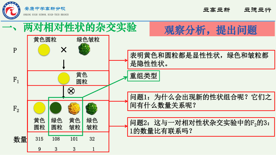 1.2 孟德尔的豌豆杂交实验（二） ppt课件（0002）-2023新人教版（2019）《高中生物》必修第二册.pptx_第3页