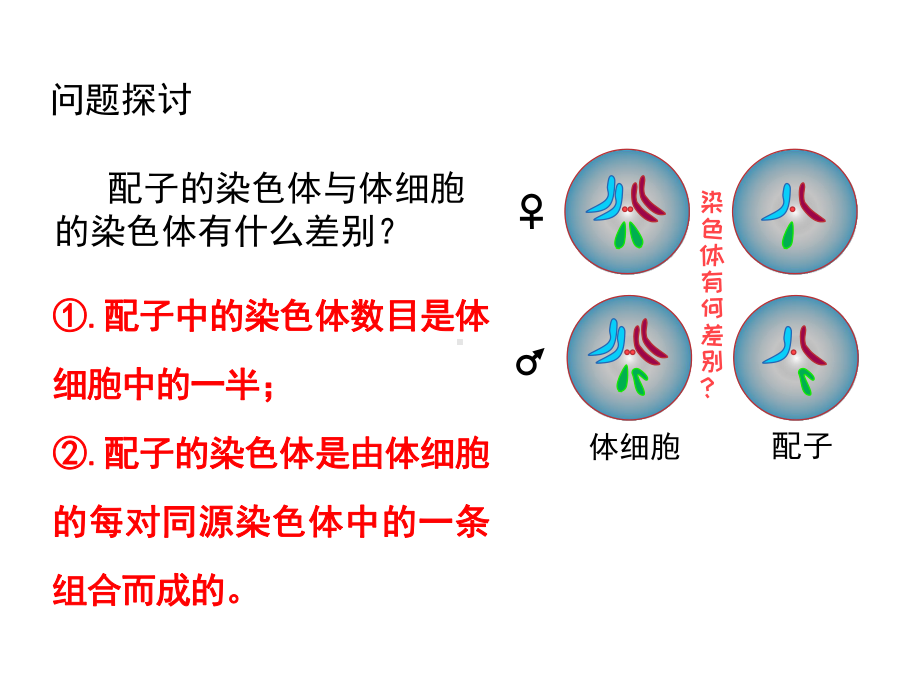 2.1减数分裂和受精作用 ppt课件(3)-2023新人教版（2019）《高中生物》必修第二册.pptx_第2页