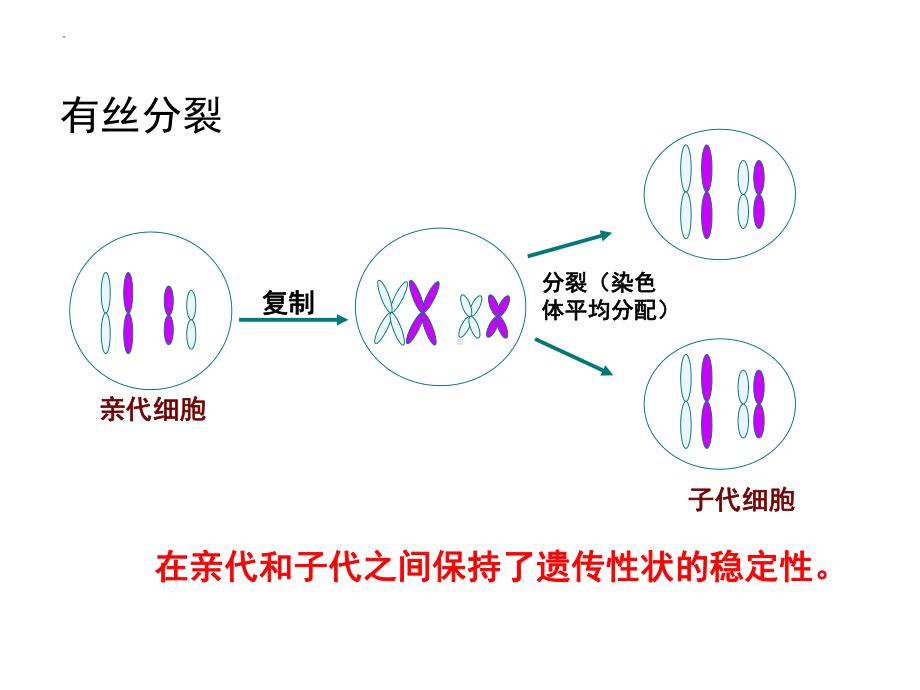 2.1减数分裂和受精作用 ppt课件(3)-2023新人教版（2019）《高中生物》必修第二册.pptx_第3页