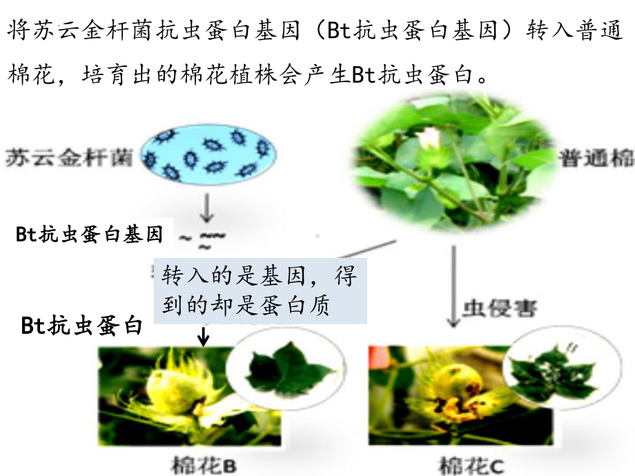 4.1基因指导蛋白质的合成 ppt课件(6)-2023新人教版（2019）《高中生物》必修第二册.pptx_第2页