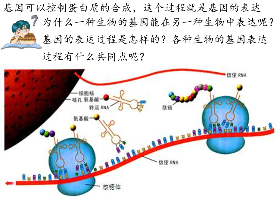 4.1基因指导蛋白质的合成 ppt课件(6)-2023新人教版（2019）《高中生物》必修第二册.pptx_第3页