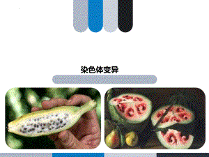 5.2 染色体变异 ppt课件(3)-2023新人教版（2019）《高中生物》必修第二册.pptx