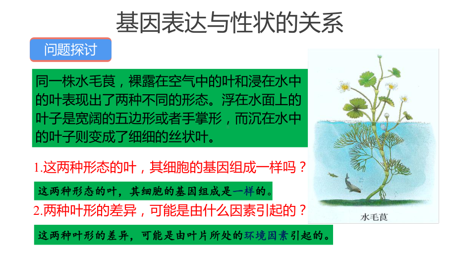 4.2基因表达与性状的关系 ppt课件（0002）(5)-2023新人教版（2019）《高中生物》必修第二册.pptx_第1页