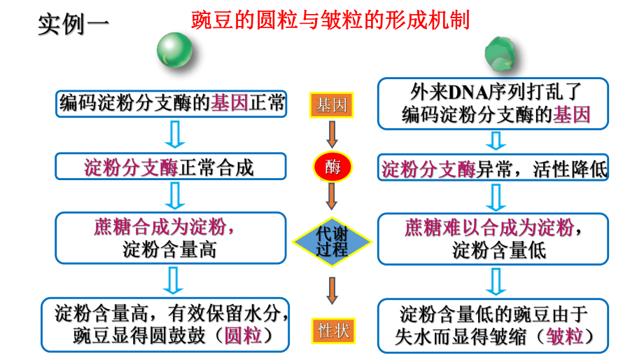 4.2基因表达与性状的关系 ppt课件（0002）(5)-2023新人教版（2019）《高中生物》必修第二册.pptx_第2页