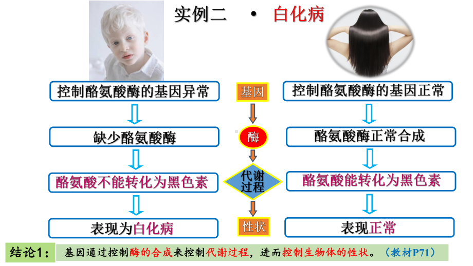 4.2基因表达与性状的关系 ppt课件（0002）(5)-2023新人教版（2019）《高中生物》必修第二册.pptx_第3页