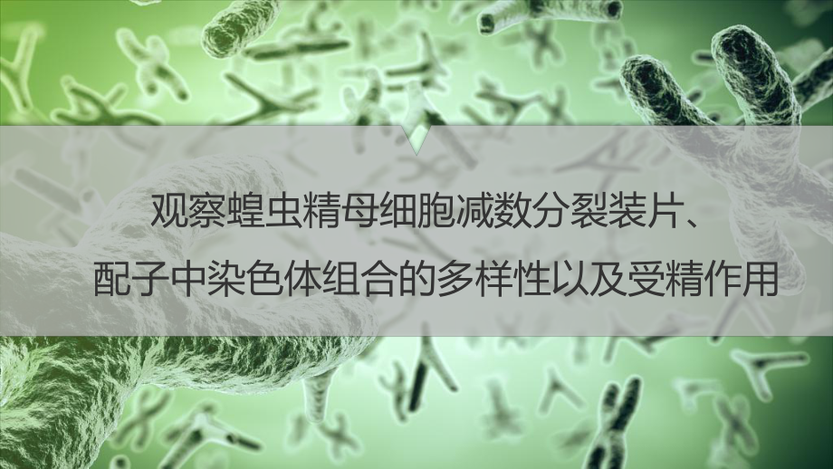 2.1.3观察蝗虫精母细胞减数分裂装片、配子中染色体组合的多样性以及受精作用 ppt课件-2023新人教版（2019）《高中生物》必修第二册.pptx_第1页