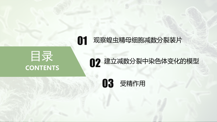 2.1.3观察蝗虫精母细胞减数分裂装片、配子中染色体组合的多样性以及受精作用 ppt课件-2023新人教版（2019）《高中生物》必修第二册.pptx_第2页