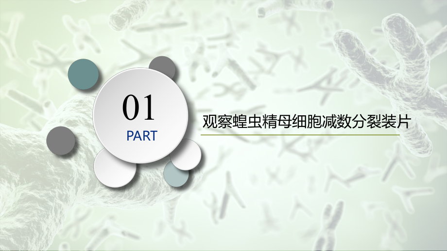 2.1.3观察蝗虫精母细胞减数分裂装片、配子中染色体组合的多样性以及受精作用 ppt课件-2023新人教版（2019）《高中生物》必修第二册.pptx_第3页