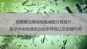 2.1.3观察蝗虫精母细胞减数分裂装片、配子中染色体组合的多样性以及受精作用 ppt课件-2023新人教版（2019）《高中生物》必修第二册.pptx