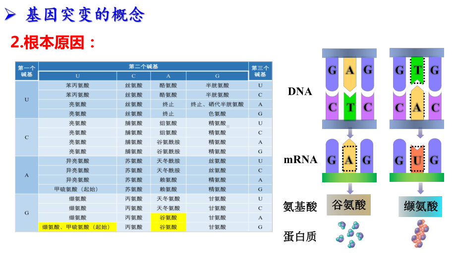 5.1基因突变和基因重组 ppt课件(7)-2023新人教版（2019）《高中生物》必修第二册.pptx_第3页