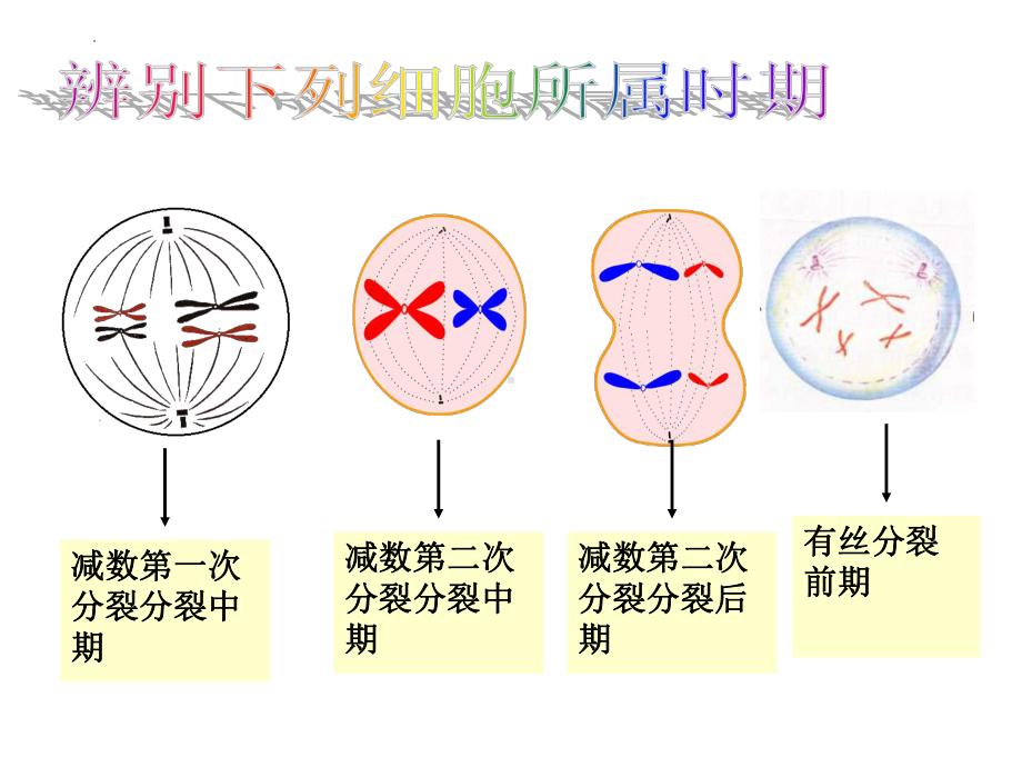 2.1减数分裂与受精作用 ppt课件-2023新人教版（2019）《高中生物》必修第二册.pptx_第1页