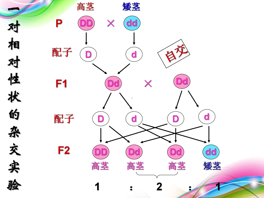 1.2 孟德尔豌豆杂交实验二 ppt课件 -2023新人教版（2019）《高中生物》必修第二册.pptx_第2页