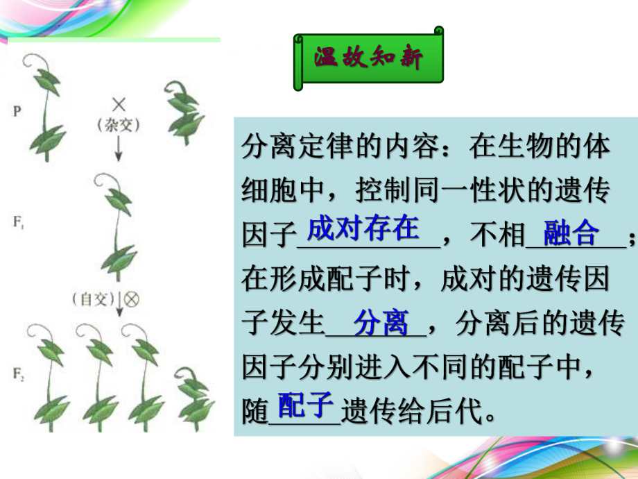 1.2 孟德尔豌豆杂交实验二 ppt课件 -2023新人教版（2019）《高中生物》必修第二册.pptx_第3页