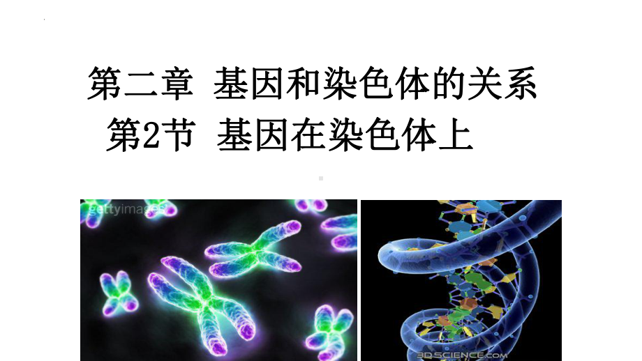 2.2基因在染色体上 ppt课件（0002）-2023新人教版（2019）《高中生物》必修第二册.pptx_第1页