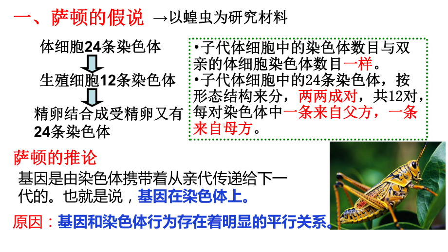 2.2基因在染色体上 ppt课件（0002）-2023新人教版（2019）《高中生物》必修第二册.pptx_第3页