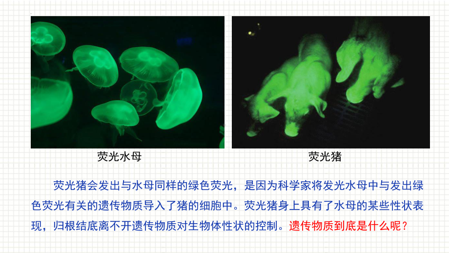 3.1 DNA是主要的遗传物质 ppt课件(3)-2023新人教版（2019）《高中生物》必修第二册.pptx_第1页