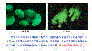 3.1 DNA是主要的遗传物质 ppt课件(3)-2023新人教版（2019）《高中生物》必修第二册.pptx