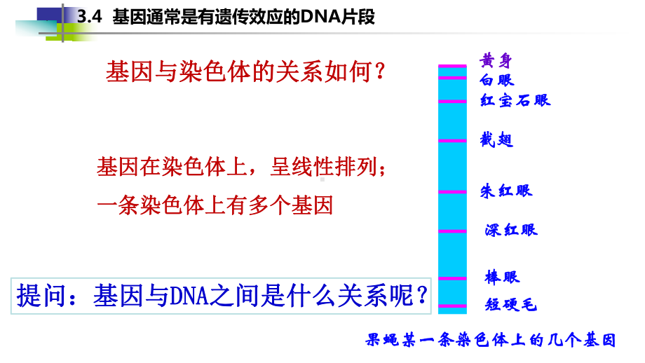 3.4 基因通常是有遗传效应的DNA片段 ppt课件 -2023新人教版（2019）《高中生物》必修第二册.pptx_第3页