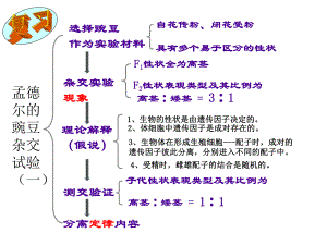 1.2孟德尔的豌豆杂交实验（二） ppt课件(1)-2023新人教版（2019）《高中生物》必修第二册.pptx