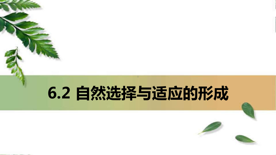 6.2 自然选择与适应的形成 ppt课件(2)-2023新人教版（2019）《高中生物》必修第二册.pptx_第1页