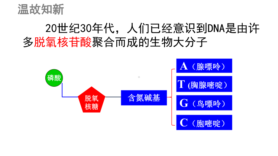 3.2DNA的结构 ppt课件-2023新人教版（2019）《高中生物》必修第二册.pptx_第3页