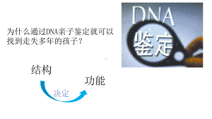 3.2DNA的结构 ppt课件-2023新人教版（2019）《高中生物》必修第二册.pptx